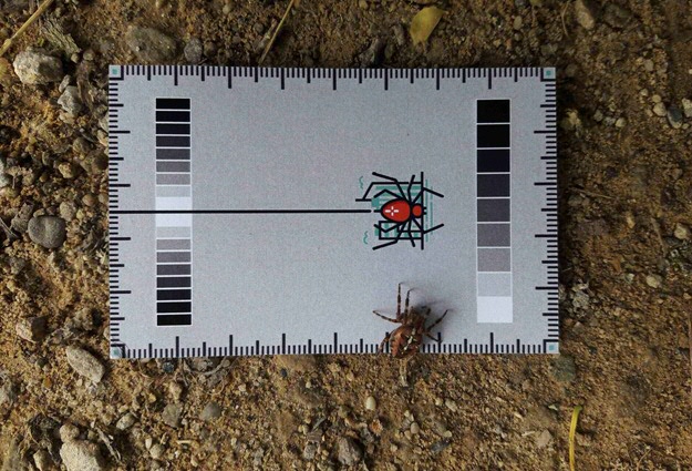 De SpinnenSpotterKaart, te gebruiken bij het maken van de foto. Hiermee kunnen de onderzoekers onder meer de kleur van de spin eventueel corrigeren als de foto met veel zonlicht is genomen.