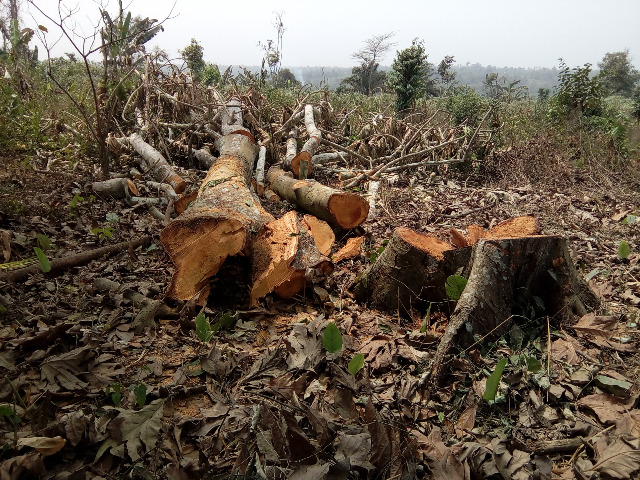Deforestation in Nigeria (Creative Commons Attribution-Share Alike 4.0 International license, fachab).