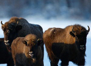 Terugkeer van de Europese bison